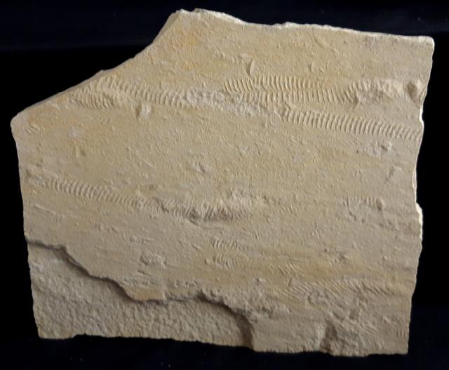 Rollspuren mehrer Ammoniten (Perisphinctes) - Bild &copy; FossNet FossilienStore